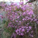 rhododendron dauricum