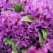 rhododendron Blue Boy