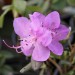 rhododendron dauricum