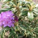 rhododendron Carolina Spring