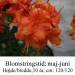 Royal Command Azalea hybrid rhododendron