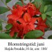 Satan azalea hybrid