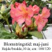 rhododendron Balalaika
