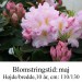 rhododendron Dagmar