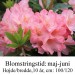 rhododendron Diana