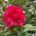 rhododendron arboreum