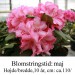rhododendron Guyens Fashing