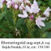 Rhododendron  ”Septembercharm