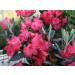 rhododendron Weinlese