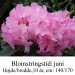 rhododendron Anastasia