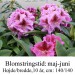 Rhododendron  ”Violette Funken