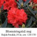 Rhododendron  ”Vulcans Flame
