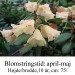 Rhododendron  ”Lisa Hage