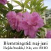 rhododendron Elsie Lee