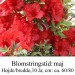 rhododendron Hot Shot Variagated