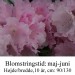 rhododendron Silberwolke