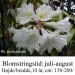 Rhododendron auriculatum