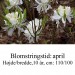 canadense album rhododendron azalie