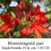 Dolorosa azalie hybrid