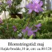 yedoense var poukhanense rhododendron azalie
