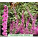 Calluna vulgaris Jana