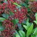 kalmia latifolia Kalaidoscope knop