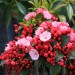kalmia latifolia Little Linda
