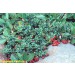 Vaccinium vitis-idaea v. minus. Tyttebær